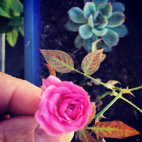 Mini rose (5 octobre) 