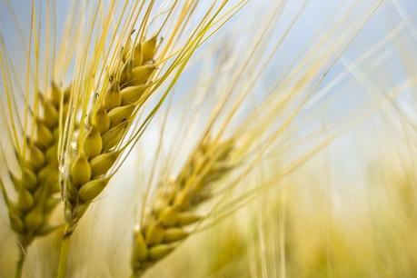 Le groupe Soufflet pose la première pierre d’un silo de 63 000 tonnes à La Rochelle