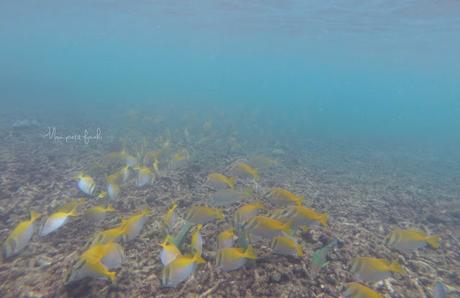 Photo GoPro extraite d'une session snorkelling sur l'île de Ko Tao