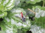 Cylindromyia bicolor