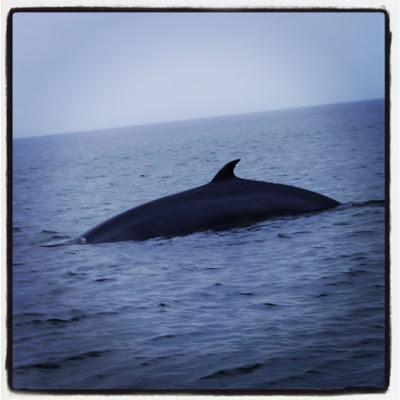 A la rencontre des baleines ! (Le Québec avec les enfants #2)