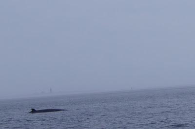 A la rencontre des baleines ! (Le Québec avec les enfants #2)