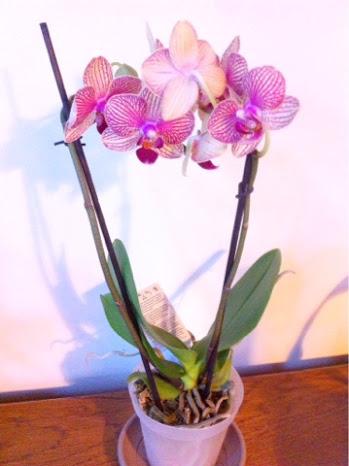 Orchidée famiflora