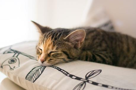 Minnie & sa routine PC Nutrition Première