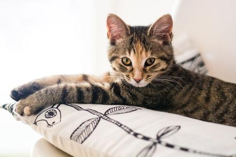 Minnie & sa routine PC Nutrition Première