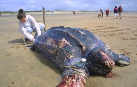 Cette tortue Luth a été trouvée le 21 juillet 2011 sur une plage de l'Ile d'Oléron, emmaillée dans un filet de pêche