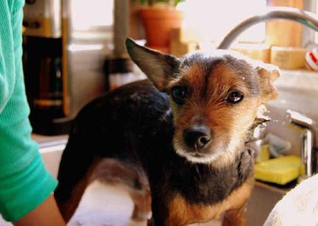 Divers - que faire avec le marc de café 3