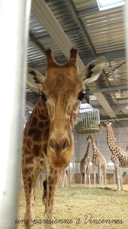 tete-de-girafe