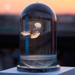 ART : The Darwin Tank (100% BELGIAN)