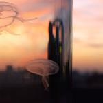 ART : The Darwin Tank (100% BELGIAN)