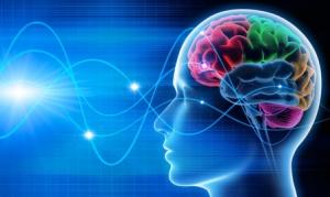 NEURO: La taille du cerveau ne fait pas le Q.I. ou presque – Neuroscience and Biobehavioral Reviews