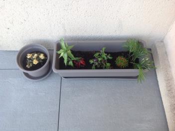 Lifestyle : Mes plantations