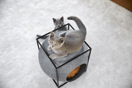Crowdfunding : Mobilier à chat Meyou Paris