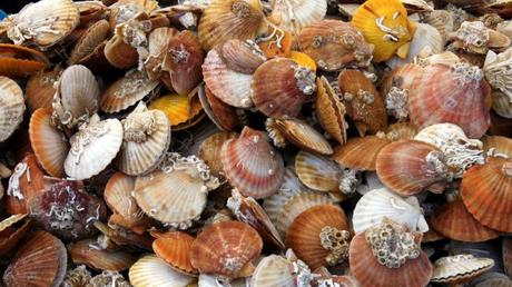 Les ressources en pétoncles seraient trop faibles pour autoriser la pêche © Maxppp