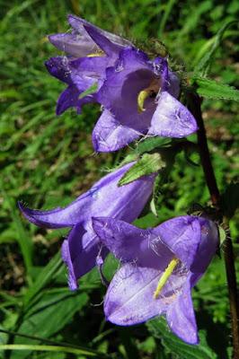 Campanula trachelium (Campanule gantelée)