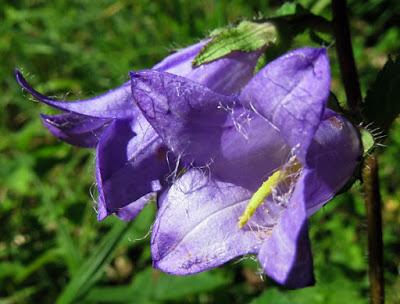 Campanula trachelium (Campanule gantelée)