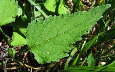 Campanula trachelium (Campanule gantelée)