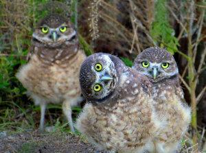 C'est chouette la Fiac hors les murs ? C'est chouette la Fiac hors les murs ?