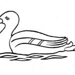 dessin de canard