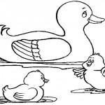 dessin de canard