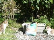 Photos Minettes jardin