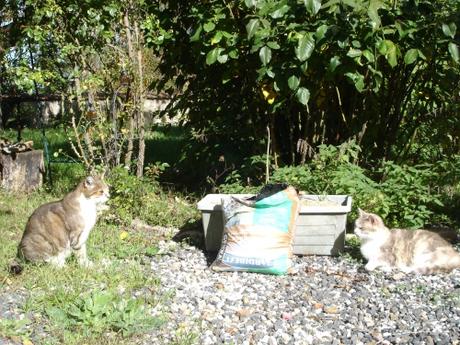 minette, jardin, photo, chat, chatte, cat, yard, back yard, photograph, photographie, félin, sun, soleil, dorer, bask, basking