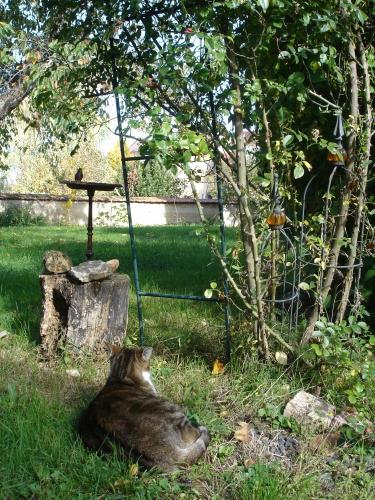 minette, jardin, photo, chat, chatte, cat, yard, back yard, photograph, photographie, félin