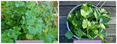 Gratin de pâtes au céleri (Vegan)