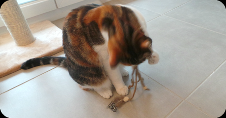 La Miaoubox d'octobre