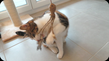 La Miaoubox d'octobre