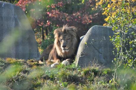 Petit déjeuner avec les girafes au parc zoologique de Paris (+ concours 4 places à gagner)