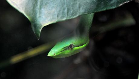 Petit déjeuner avec les girafes au parc zoologique de Paris (+ concours 4 places à gagner)
