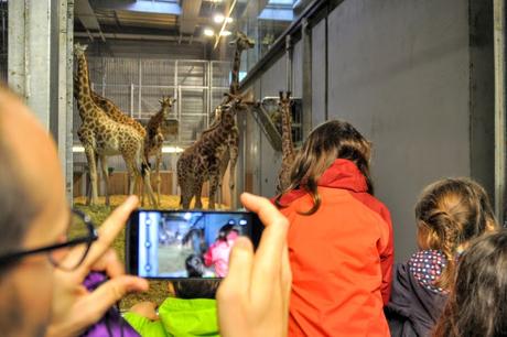 petit-dejeuner-avec-les-girafes-zoo-paris