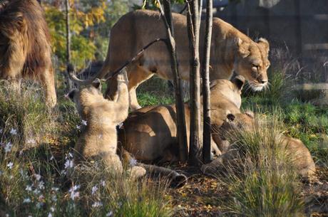 Petit déjeuner avec les girafes au parc zoologique de Paris (+ concours 4 places à gagner)