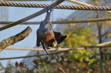 Petit déjeuner avec les girafes au parc zoologique de Paris (+ concours 4 places à gagner)