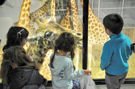 petit-dejeuner-avec-les-girafes-zoo-paris
