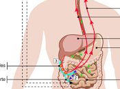 L’interaction entre deux cerveaux