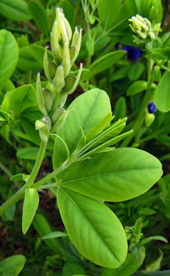 Faux indigotier ornemental