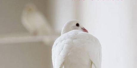 Le livre des secrets – Fiona Kidman