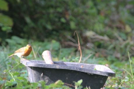 5 rouge gorge romi 18 oct 2015 044 (5).jpg