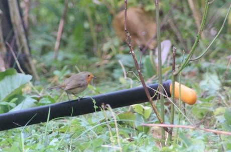 3 rouge gorge romi 18 oct 2015 044 (6).jpg