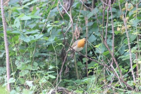 2 rouge gorge romi 18 oct 2015 044 (2).jpg