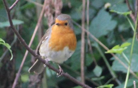 4 rouge gorge rec romi 18 oct 2015 044 (1).jpg