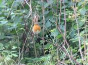 Erithacus rubecula, aide-jardinier