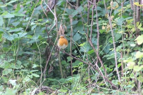 1 rouge gorge romi 18 oct 2015 044 (3).jpg