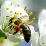 Pour l’interdiction du pesticide Sulfoxaflor tueur d’abeilles…
