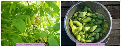 Cyclanthères confites au four à la moutarde (Vegan)