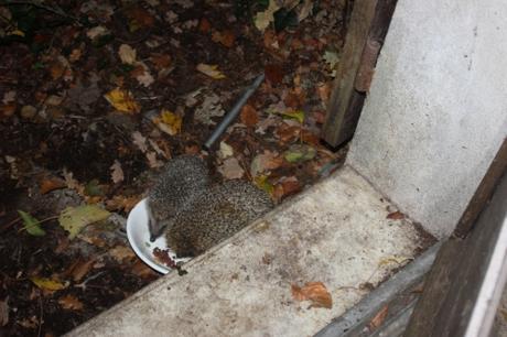 herisson veneux 19 oct 2015 010 (4).jpg