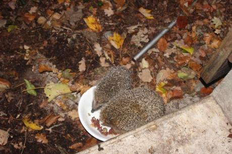 herisson veneux 19 oct 2015 010 (5).jpg