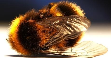 Ne laissez pas Bayer faire annuler l'interdiction des pesticides tueurs d'abeilles
